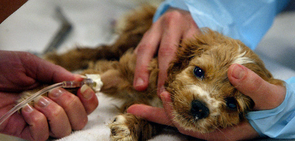 Obat Anjing Berak Darah Dan Muntah-Muntah1
